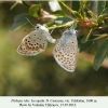 plebejus idas copula uchkulan1